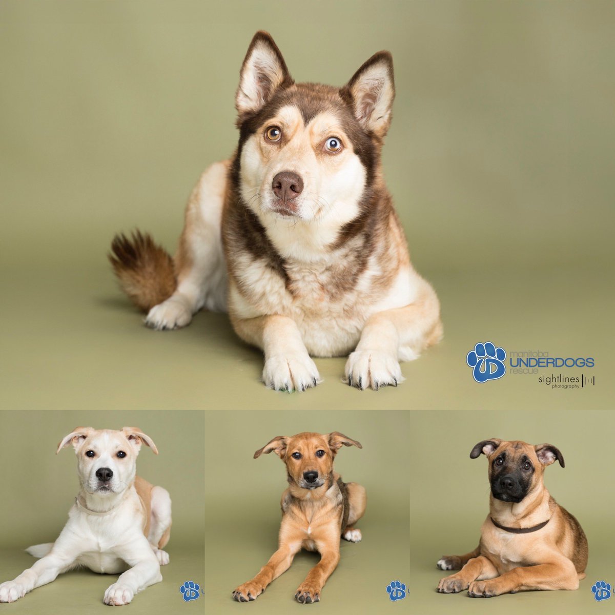 sightlinesphoto's tweet photo. Layin’ down on the job! Last night’s slate of @mbunderdogs fosters, almost ready for adoption. They’ll be on the website soon! #mbunderdogsrescue #adoptdontshop #rescuedogsofinstagram #rescuedogs #animalrescue https://t.co/fWAipiUgih