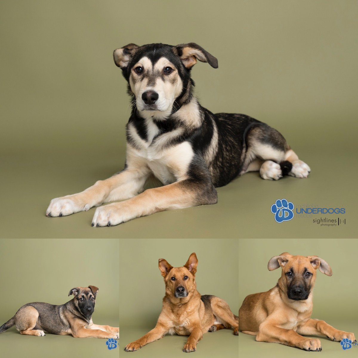 sightlinesphoto's tweet photo. Layin’ down on the job! Last night’s slate of @mbunderdogs fosters, almost ready for adoption. They’ll be on the website soon! #mbunderdogsrescue #adoptdontshop #rescuedogsofinstagram #rescuedogs #animalrescue https://t.co/fWAipiUgih