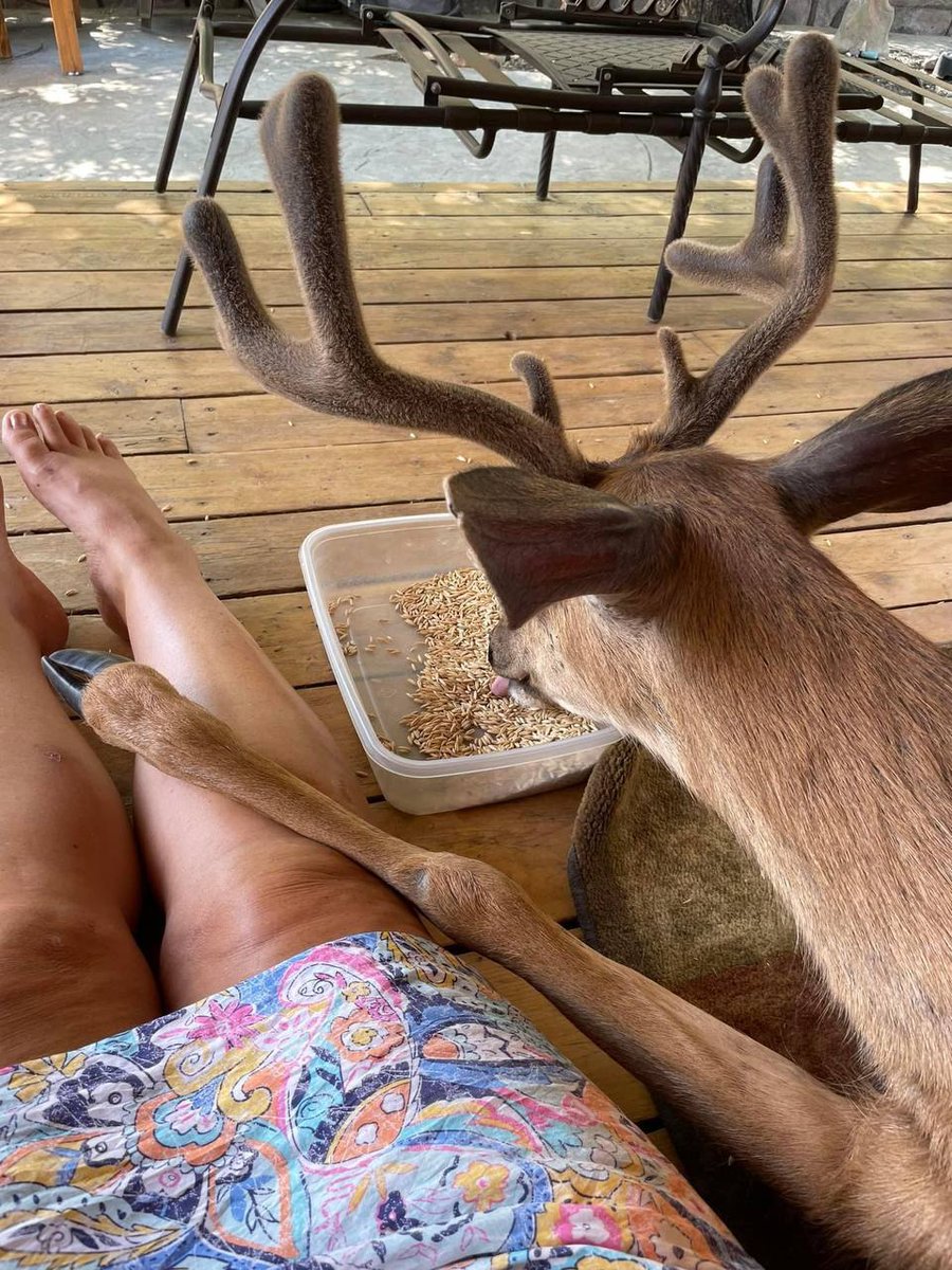 Deer in Places they Shouldn't Be tweet media