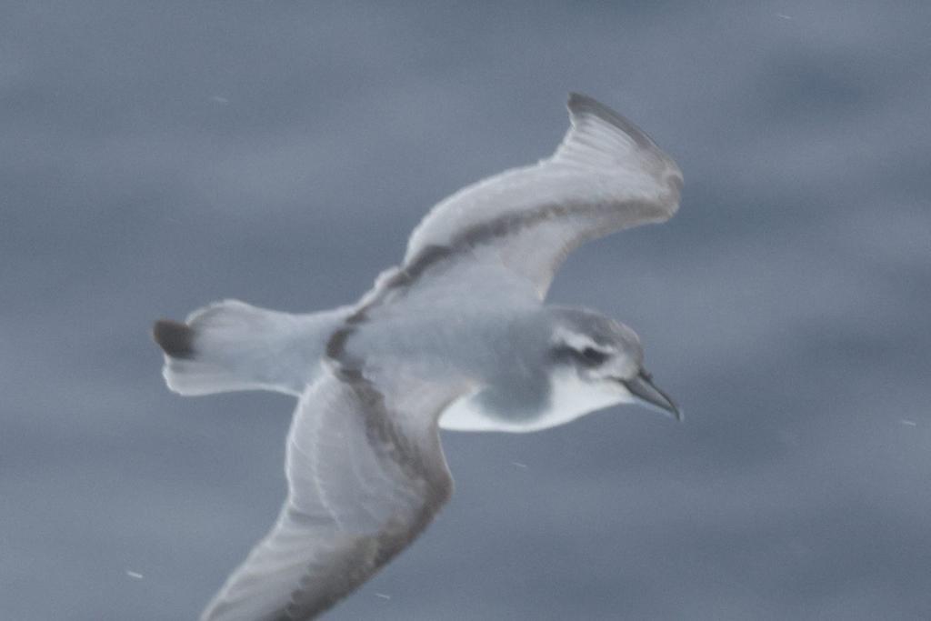 Liam Andrews tweet media