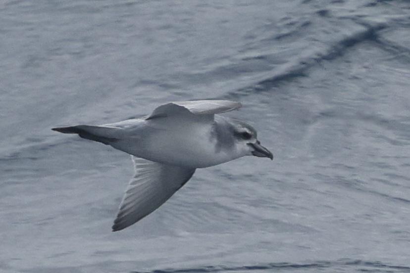 Liam Andrews tweet media