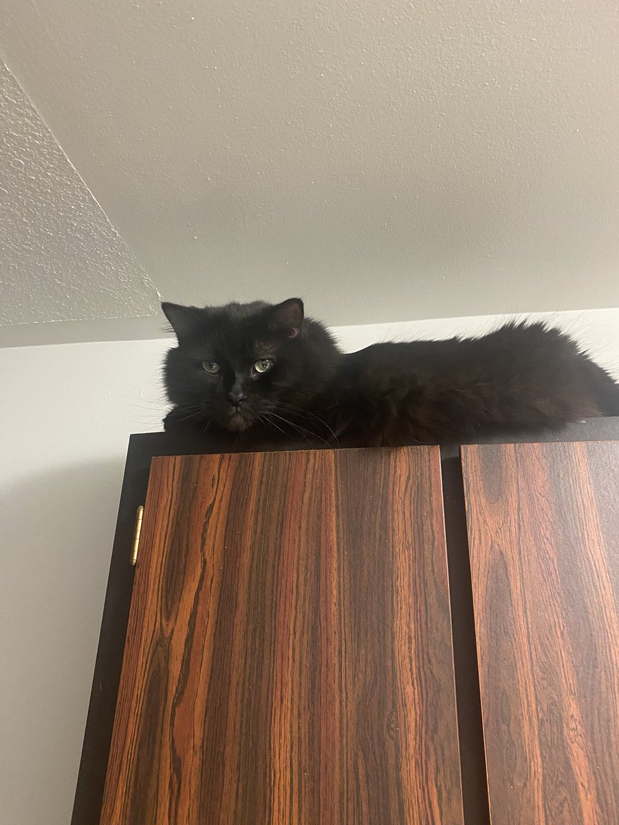 Check out where Eco was! That’s really high up there!  I’m on the big bed ready for snoozing 😴. Have a great weekend pals! 🐾🥰 #dogsarefamily #CatsAreFamily