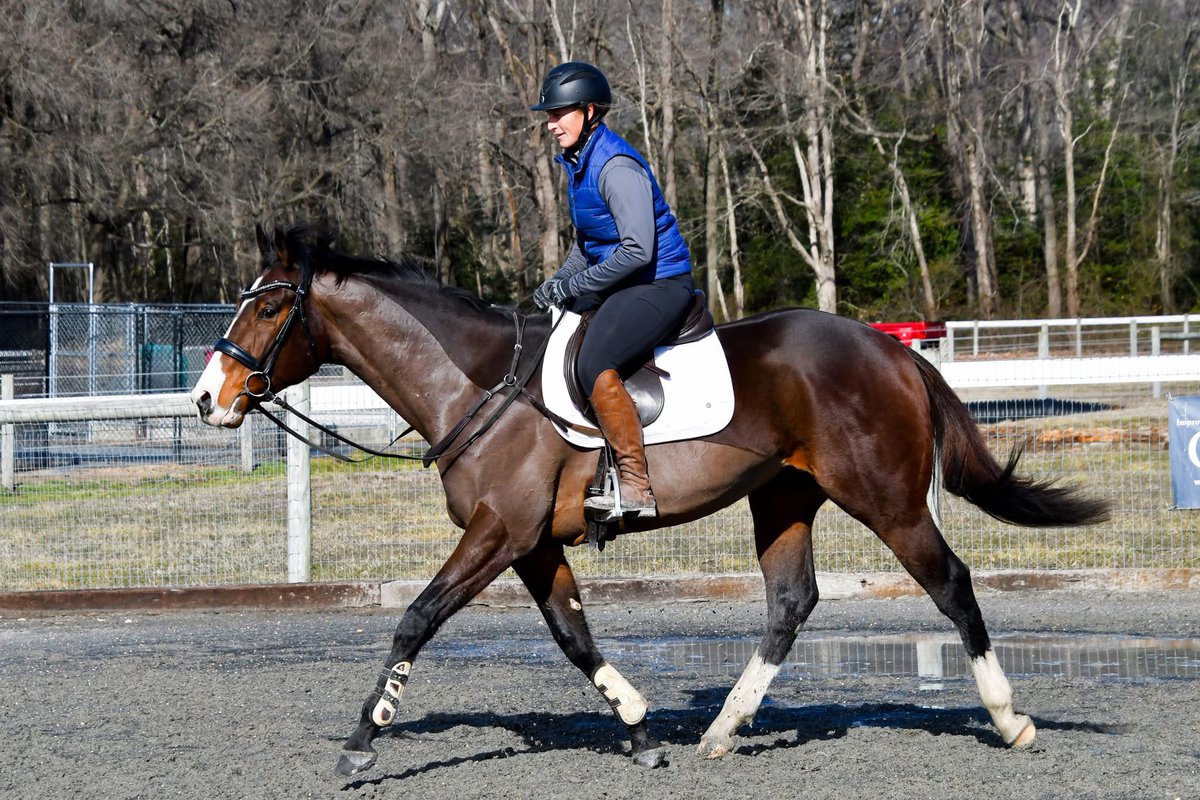 caseyhelennn's tweet image. Humble brag on @abbey_huffman for finding great spots for a few racehorses that needed new places to shine! It’s such an important factor for farms and owners to have horses safely rehomed to another career. ⭐️⭐️ #LifeAfterTheTrack #happyhorses