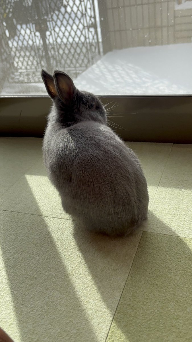 klyso's tweet photo. 🐰と❄️ https://t.co/AU5wgNAOMj