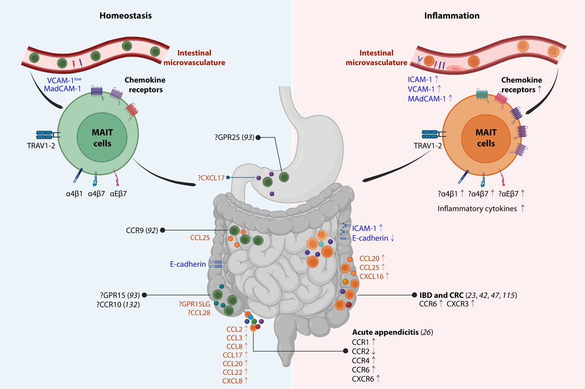 ELeeansyah's tweet image. Happy to share our #MAIT lab @TsinghuaSIGS latest review on our favourite cell homing in intestinal homeostasis and inflammation! @ScienceAdvances science.org/doi/10.1126/sc…