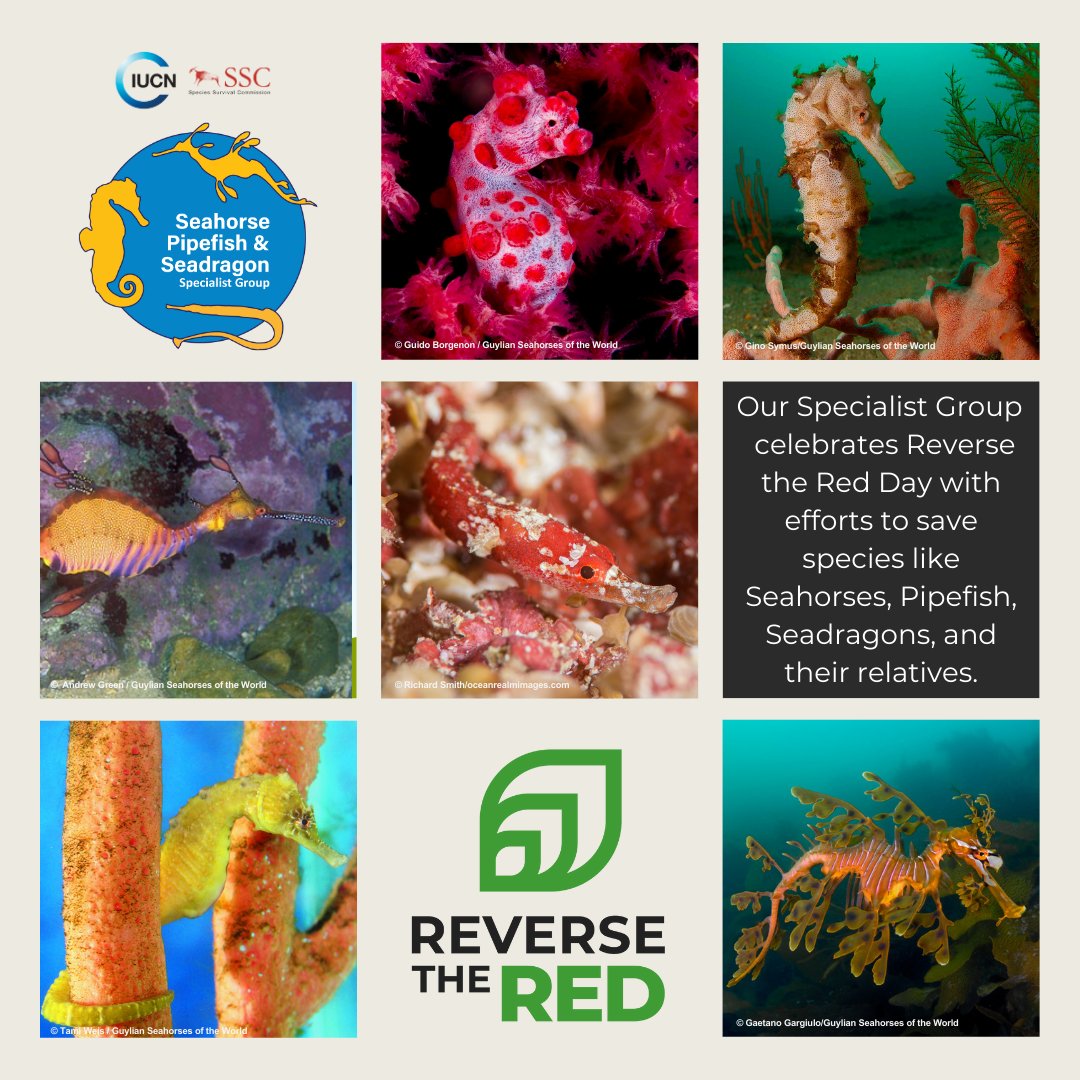 IUCNSeahorse's tweet image. Celebrating with @ReversetheRed1! 
We assess extinction threats, plan science-driven conservation strategies, and act through policy change, research, and global collaboration to ensure the survival of our iconic fishes!  #ReverseTheRed #SavingIconicFishes
