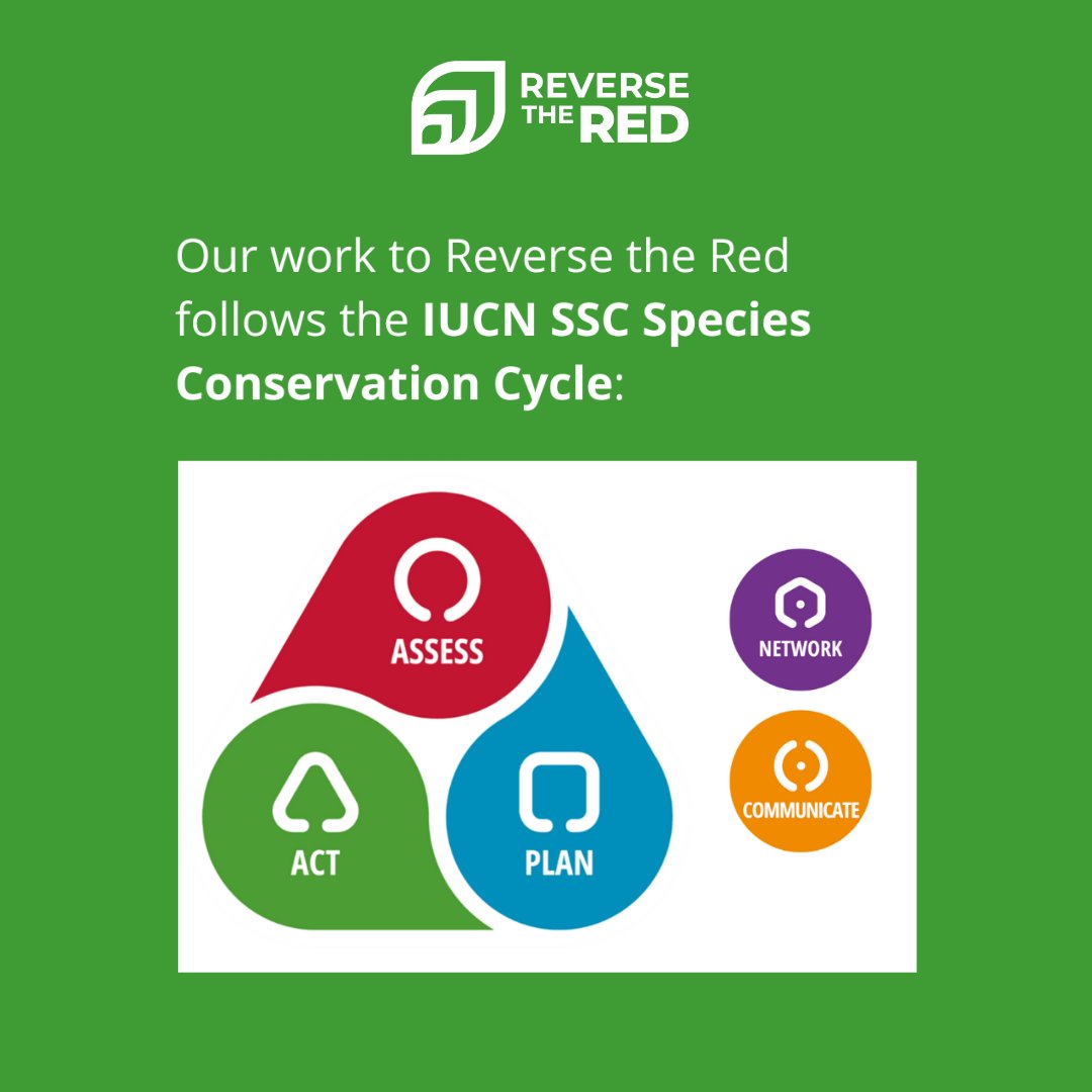 IUCNSeahorse's tweet image. Celebrating with @ReversetheRed1! 
We assess extinction threats, plan science-driven conservation strategies, and act through policy change, research, and global collaboration to ensure the survival of our iconic fishes!  #ReverseTheRed #SavingIconicFishes
