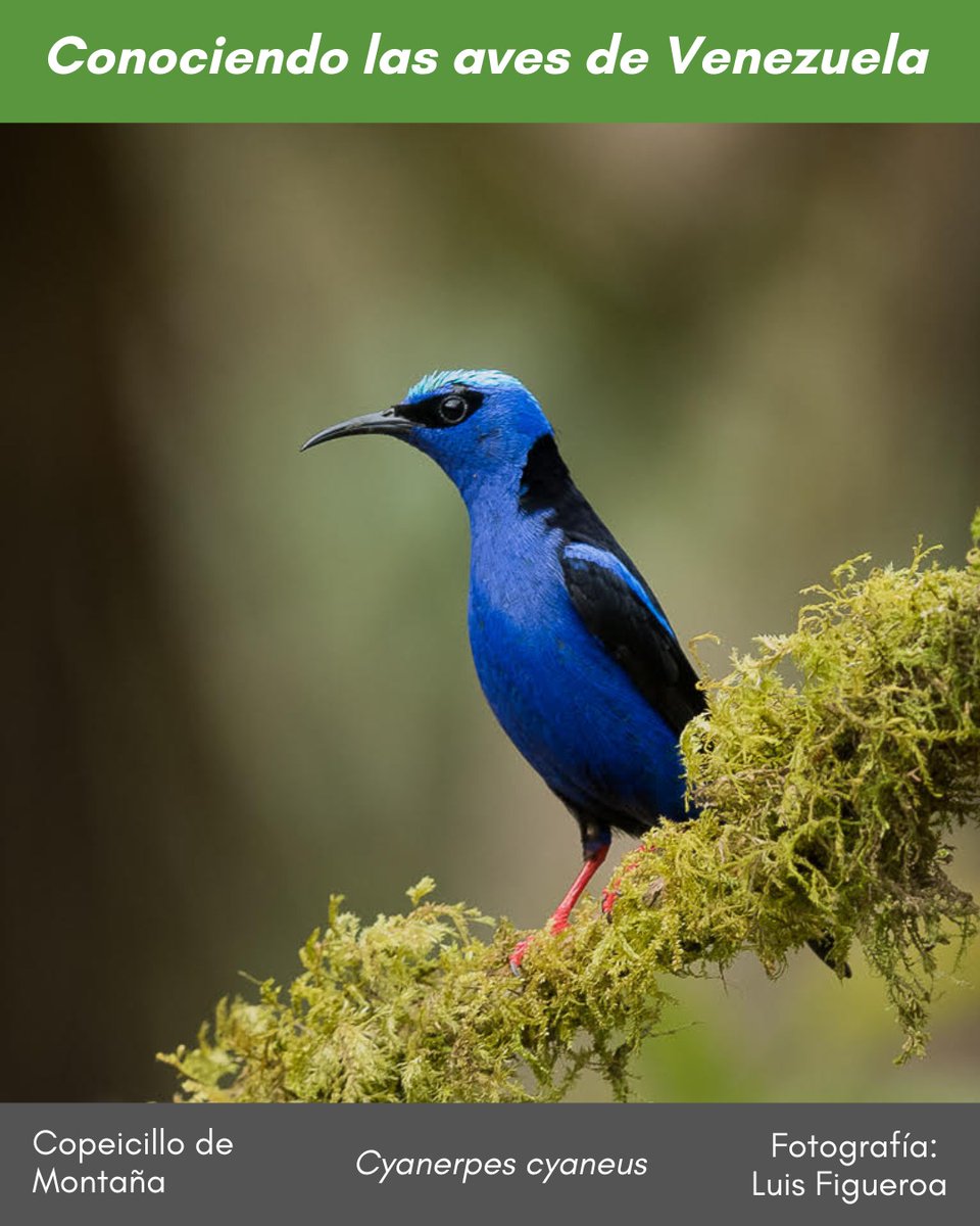 #ConociendolasavesdeVenezuela El pico puntiagudo para perforar frutos carnosos, de un hermoso azul con negro en dorso y alas y patas rojas, el #CopeicillodeMontaña #Cyanerpes_cyaneus habita en bosques húmedos de alturas medias. Foto #LuisFigueroa Ver más instagram.com/p/DFxu8V3PQxA/…