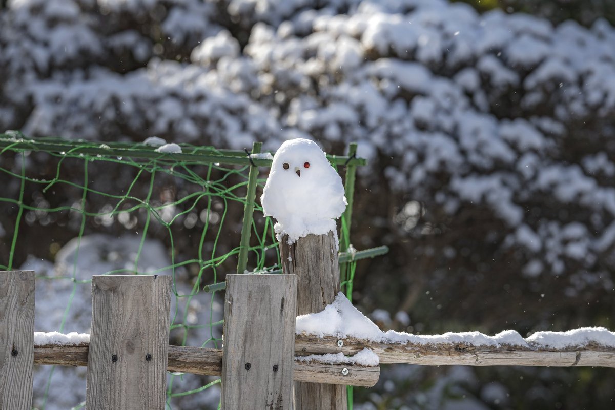 norio_109's tweet photo. 少し雪が積もった中国地方にもシマエナガ🪽来てくれたらいいのになぁ…南天で作ってみた😊
#シマエナガ #雪だるま #岡山県 #津山市 #積雪 #thetime https://t.co/syDjTRdN0S