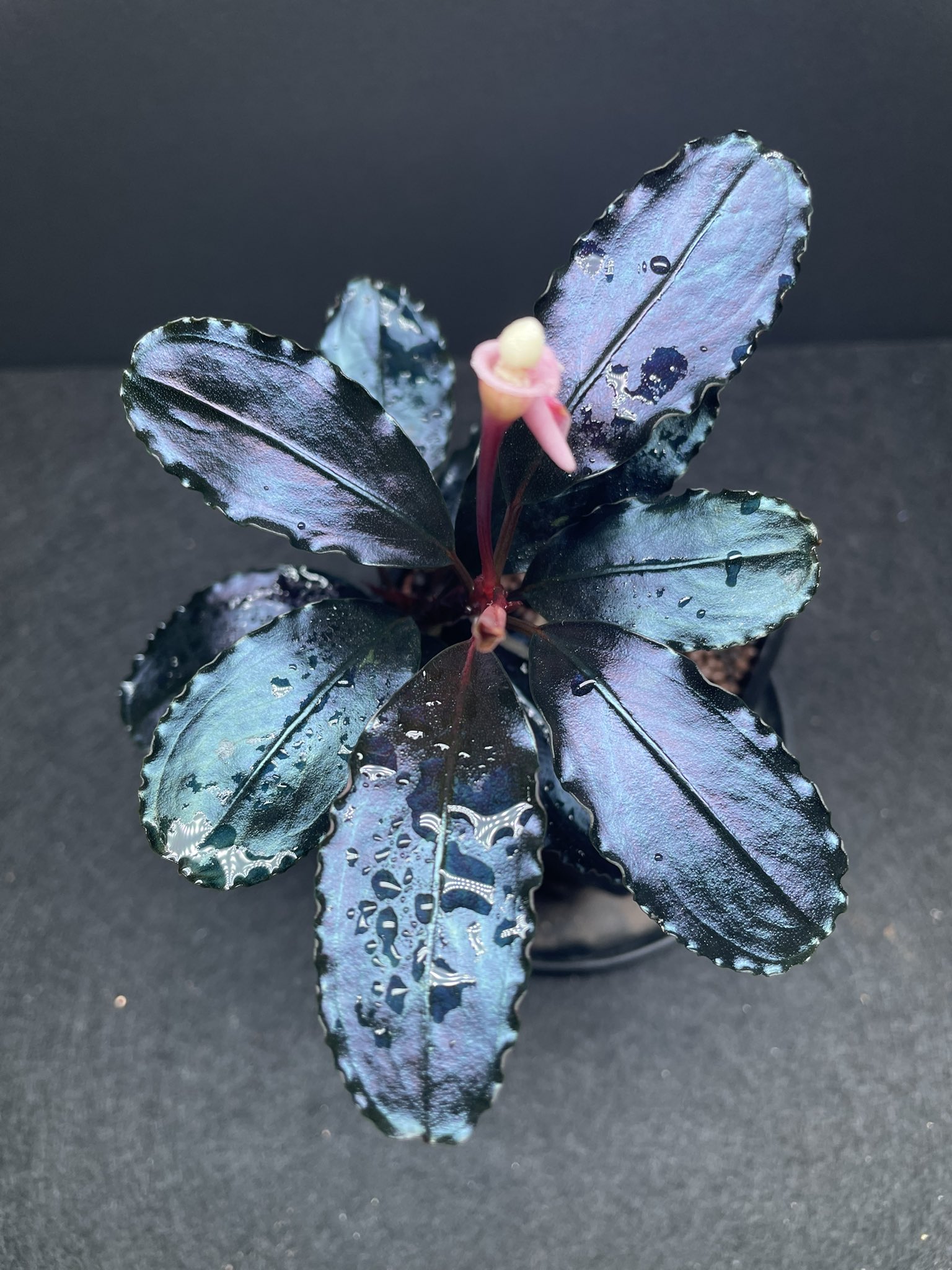一点物 Bucephalandra sp. Super Mini Purple 2020.10 No.27