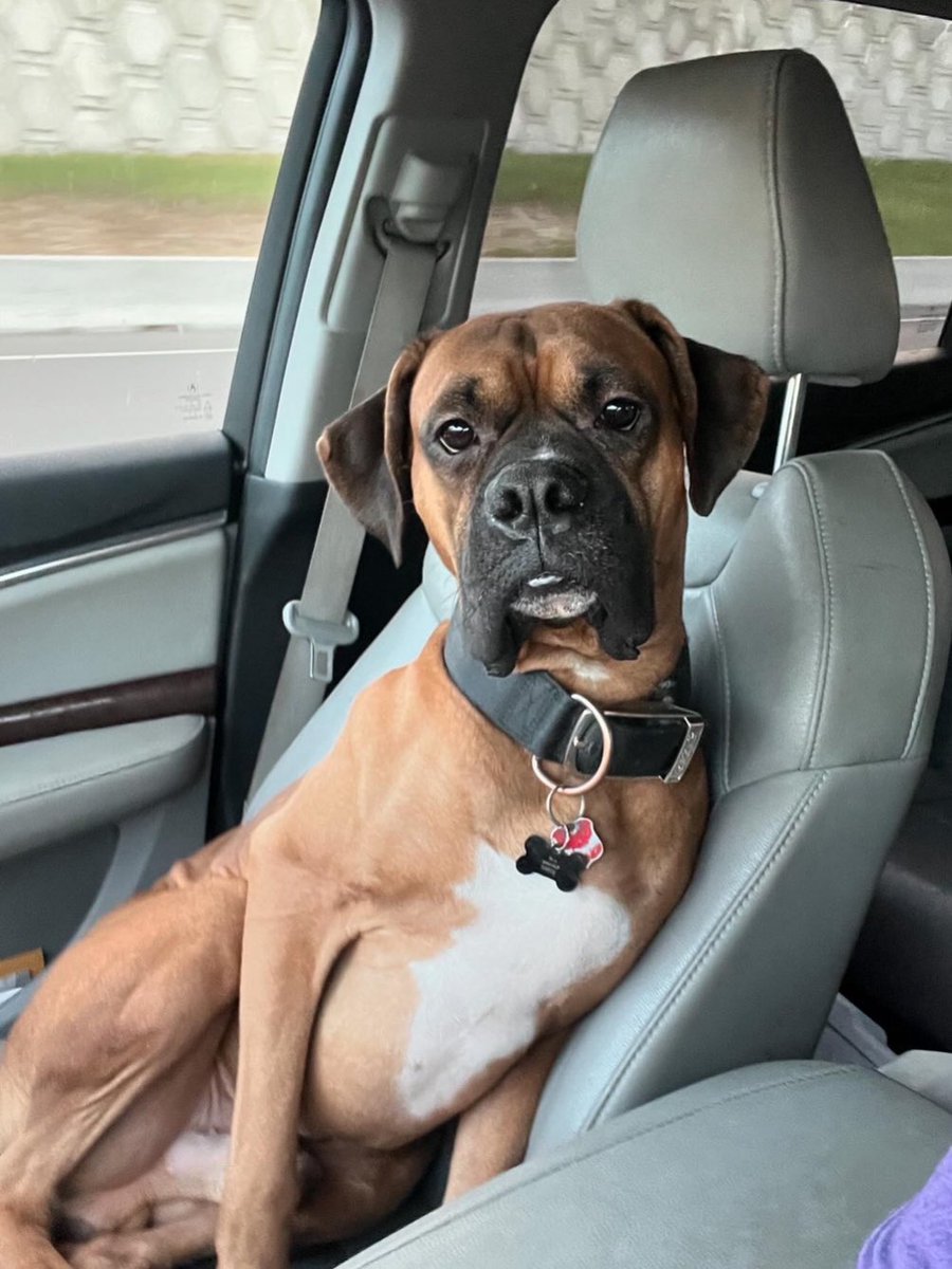 qmasona53's tweet photo. Hey @alexxpowers Check out Georgia Softball’s @paisliea1 baby, Dodger!  He’s ready for a softball roadtrip! Woof! #goSis #goDawgs #PoochPics https://t.co/CJKiWvBjSl