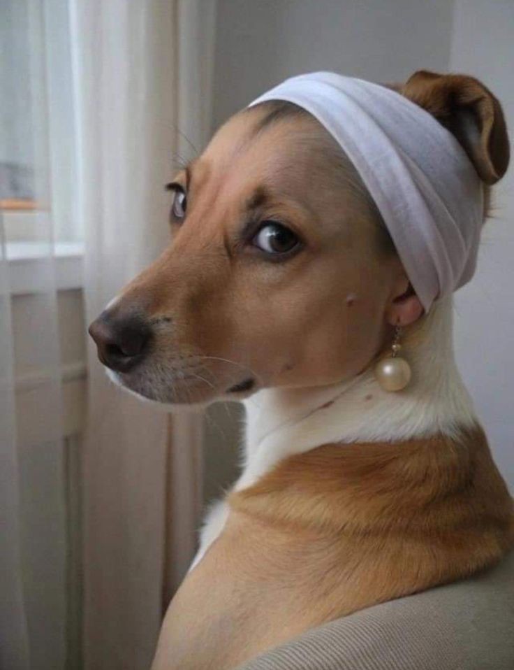 Huellas de Comedia...

Perritos en su Mejor Momento

Un Hilo que te sacará una sonrisa