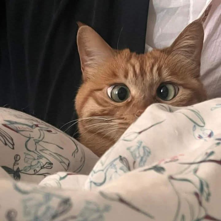 BichinhosFB's tweet photo. te amo gatinho laranja vesguinho https://t.co/n6nJ953wcI