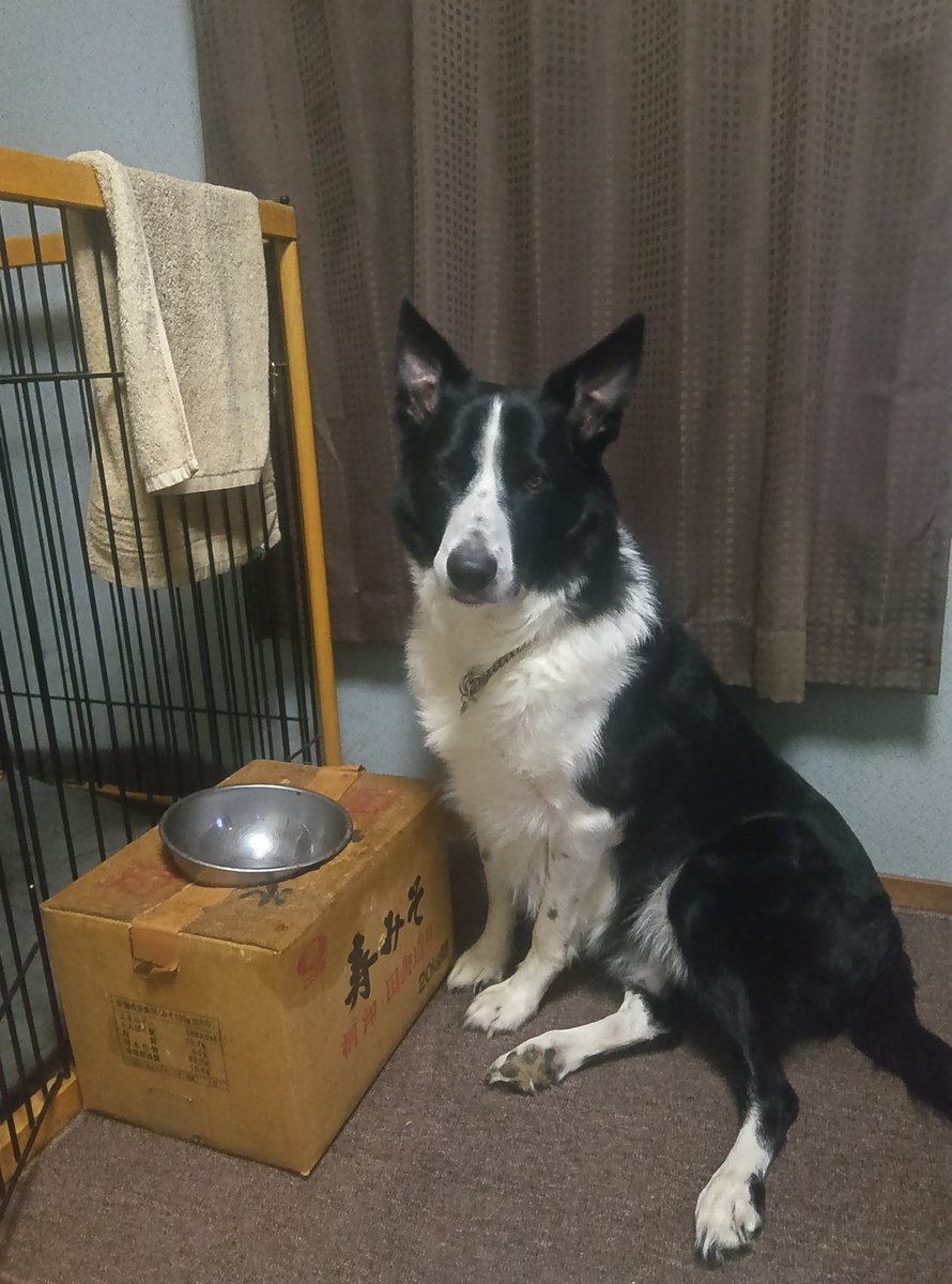 Nobu47033727848's tweet image. ㊗️今日は難治性てんかんの発作が１年間起きなかった記念日㊗️‼️‼️‼️
毎月酷い群発重積群発に苦しんでたでっかちゃんですがCBDオイル等で発作が１年間間起きてません‼️
獣医師も匙を投げる難治性癲癇、行く先は安楽死しか道は残されてませんでした。この経験を苦しんでる犬猫に届けたい‼️拡散🙏