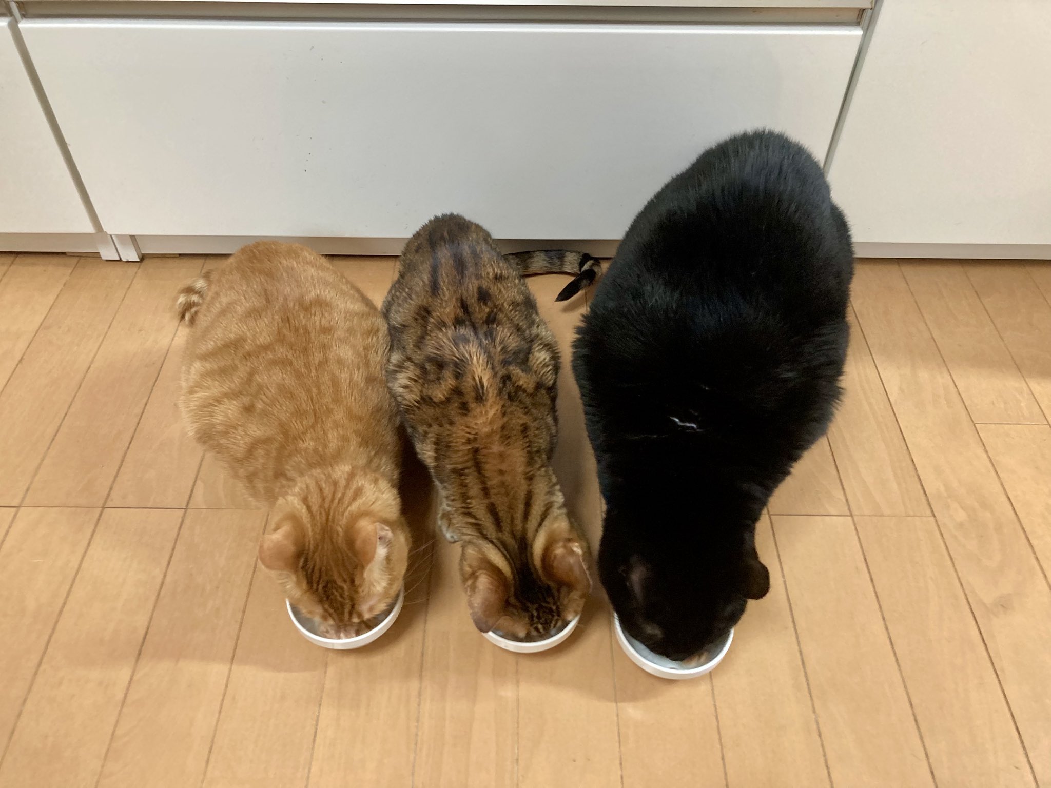 ねこふんじゃった on X: 