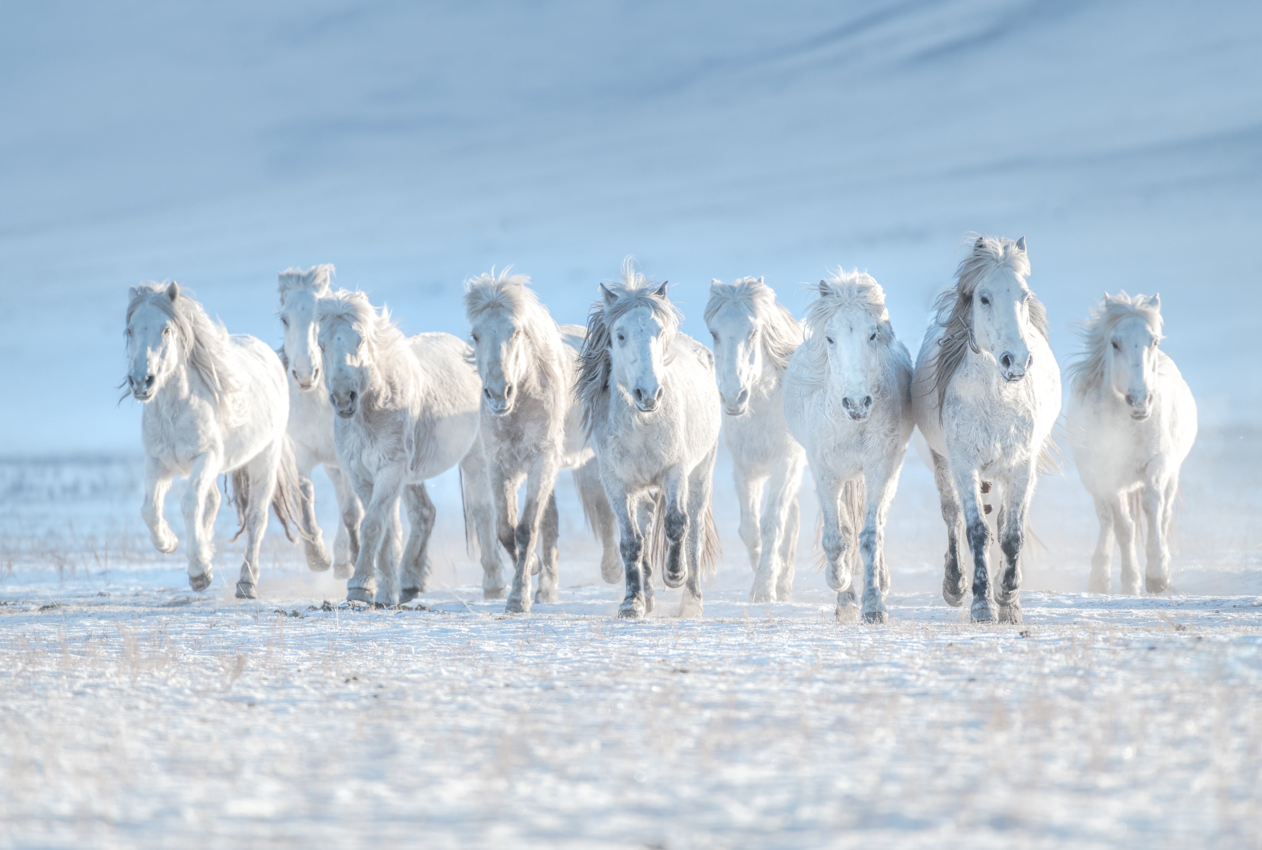 橫綱 朝青龍 橫綱 朝青龍 朝青龍 - 歴代横綱 - 日本相撲協会公式