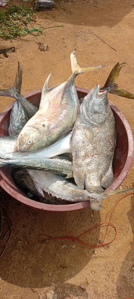 InderacinableL's tweet photo. Vous avez marre de consommer du poisson chinois élevé 
Ces poissons vendus à dabou - siporex et autres poissonneries d'Abidjan alors nous vous proposons du vrai poisson de #Fresco
@Ville2Fresco  c'est au 01 03 72 71 56 https://t.co/9lGybZgkng