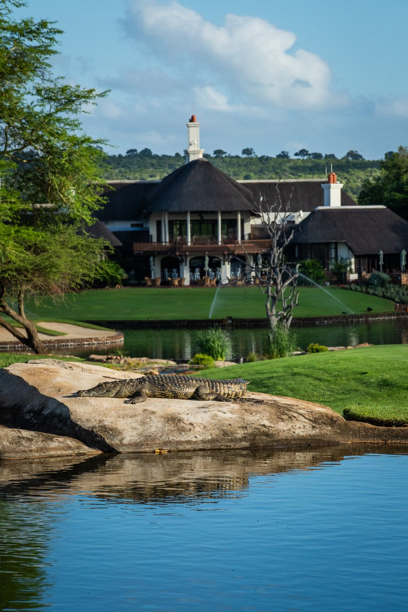 There's more than one hazard on the 18th at Leopard Creek 🐊⚠️