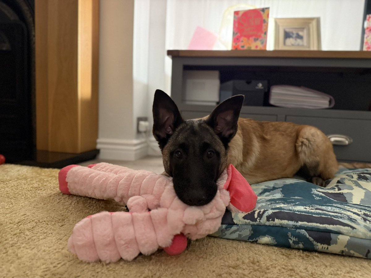 Scoffa, PD Echo, PD Sansa, PD Quake & TPD Layka (@gscoffa) on Twitter photo Introducing 15 week old TPD Layka, who will replace PD Sansa when she retires later this year <a href="/policedogunit/">Cumbria Police Dog Section</a> <a href="/Cumbriapolice/">Cumbria Police</a> #anotherMali Introducing 15 week old TPD Layka, who will replace PD Sansa when she retires later this year <a href="/policedogunit/">Cumbria Police Dog Section</a> <a href="/Cumbriapolice/">Cumbria Police</a> #anotherMali