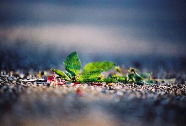 To walk quietly until the miracle in everything is poetry whether we write it down or not~

Mark Nepo