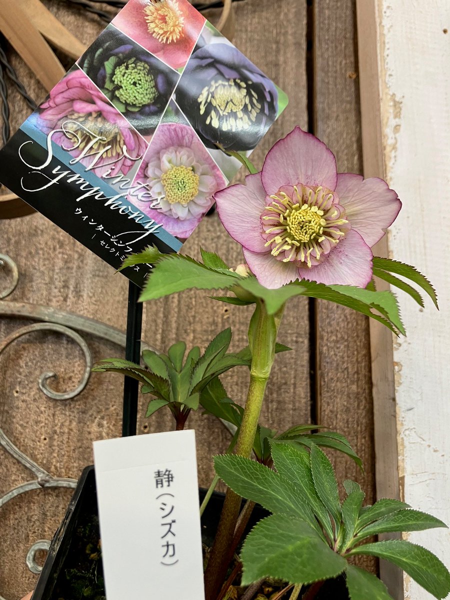 花♪ ガーデンセンター荒川沖店】 明日2/9㈰14:00~当店にて、 #大森プランツ