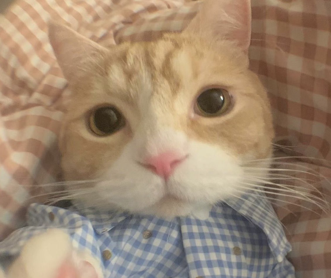 🐈❔
