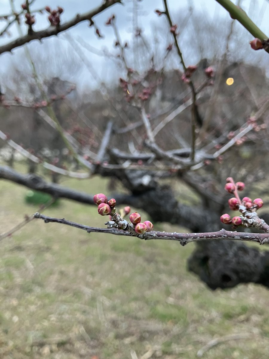 moesoba's tweet photo. 先週の大阪城公園。「冬至」はようやくだいぶ咲いてきたようです。紅梅のつぼみは、懐かしの梅ミンツみたいでかわいい。 https://t.co/7i1cJoTkB7