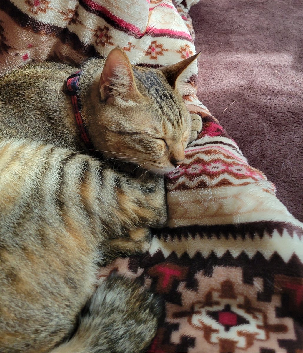 やっぱりこたつの中より外が好きみたい😻

#つなちゃん　#キジトラ
#猫のいる暮らし 
#猫好きさんと繋がりたい