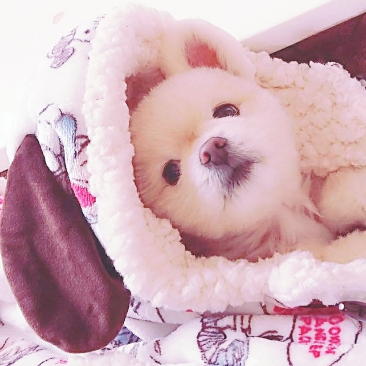 今日は月命日
また雪が降りました

一ヶ月前はお正月で年末には長男、次男が帰ってきて久しぶりに家族が揃い楽しく年越しができ初詣も行けて大吉も引いてくれて
ほんと楽しいお正月でした

今思うとチャッピーはみんなにお別れを言いたくて旅立つのを待っていてくれたのだと思います

ありがとう