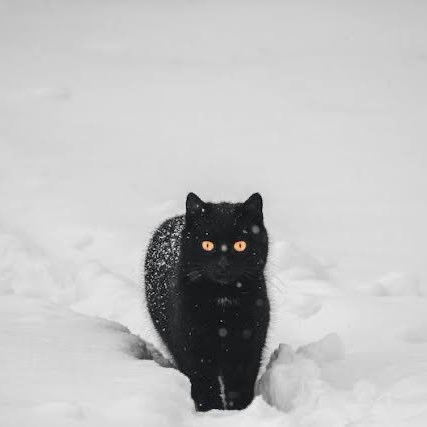 PBEandcat's tweet photo. https://t.co/cIHJhECabX