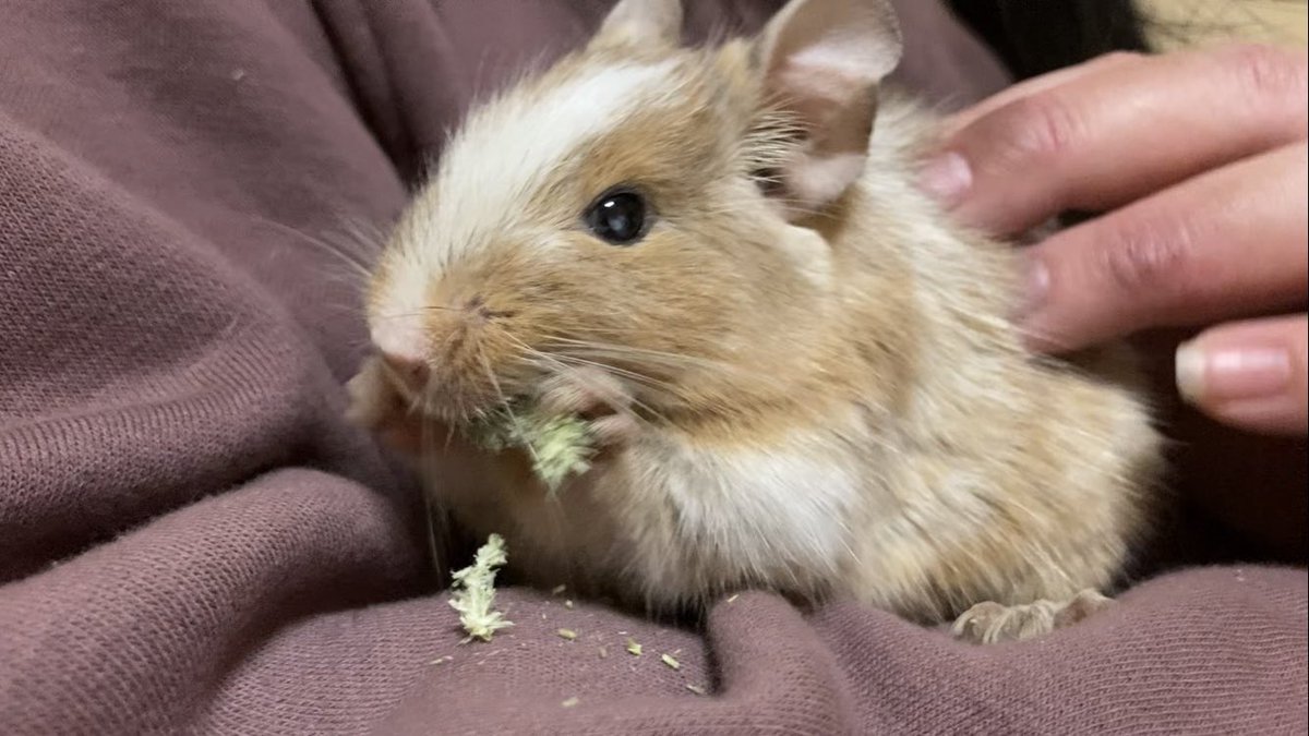 Tirol_degu's tweet photo. おはようございまネズミ https://t.co/1w6Y9Oe7Th