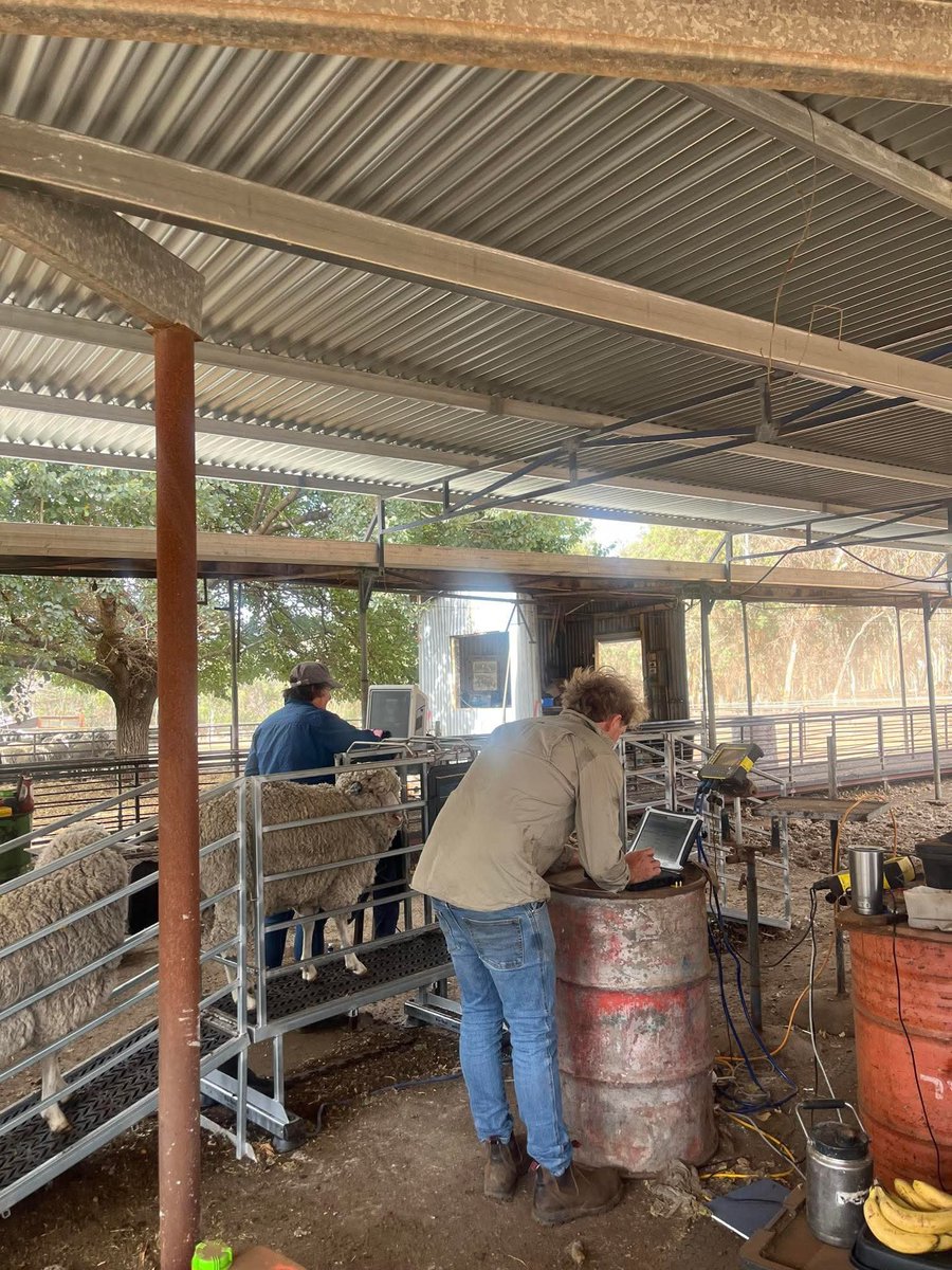 MerinotechAdmin's tweet image. The team at @Marbarrup were busy this week EMD &amp;amp; fat scanning the MA ewes + collecting their pre-joining WT &amp;amp; CS. Research suggests that fat measurements may be an indicator of whole body energy, so we’re hoping this data will contribute to better understanding the correlation.