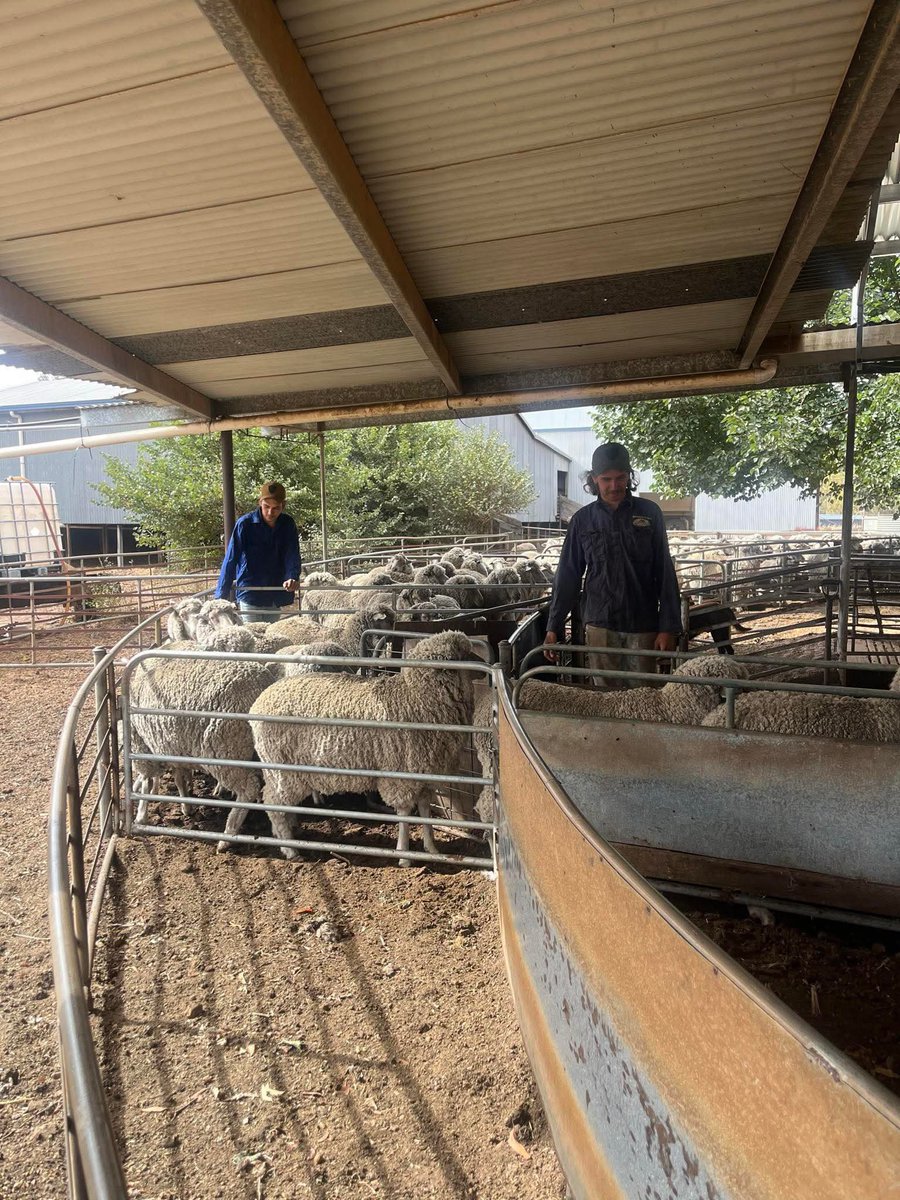 The team at <a href="/Marbarrup/">Ben Webb</a> were busy this week EMD &amp; fat scanning the MA ewes + collecting their pre-joining WT &amp; CS. Research suggests that fat measurements may be an indicator of whole body energy, so we’re hoping this data will contribute to better understanding the correlation.