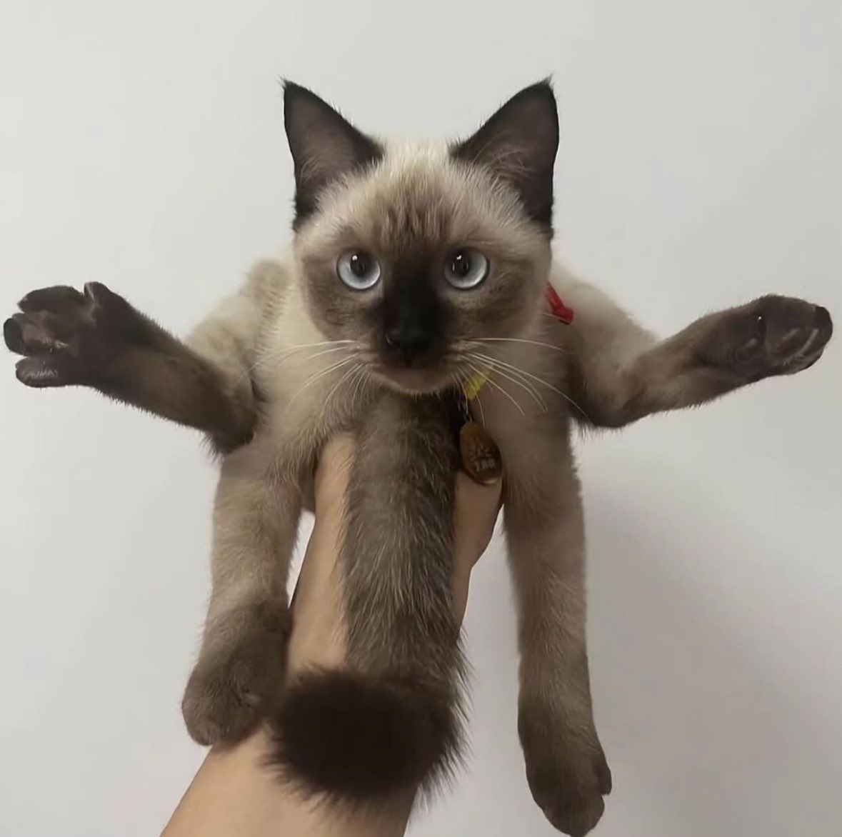 PunchingCat's tweet photo. spider https://t.co/74hVW7rB3u