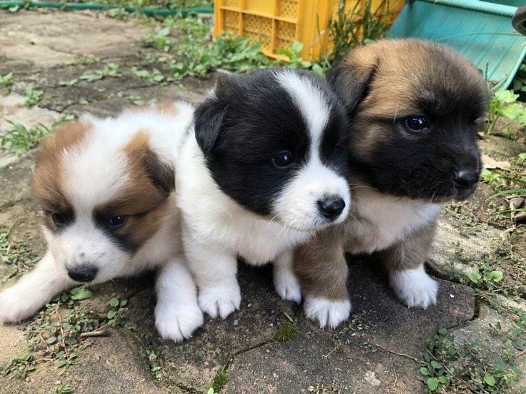 poor0ng2's tweet image. 견견견