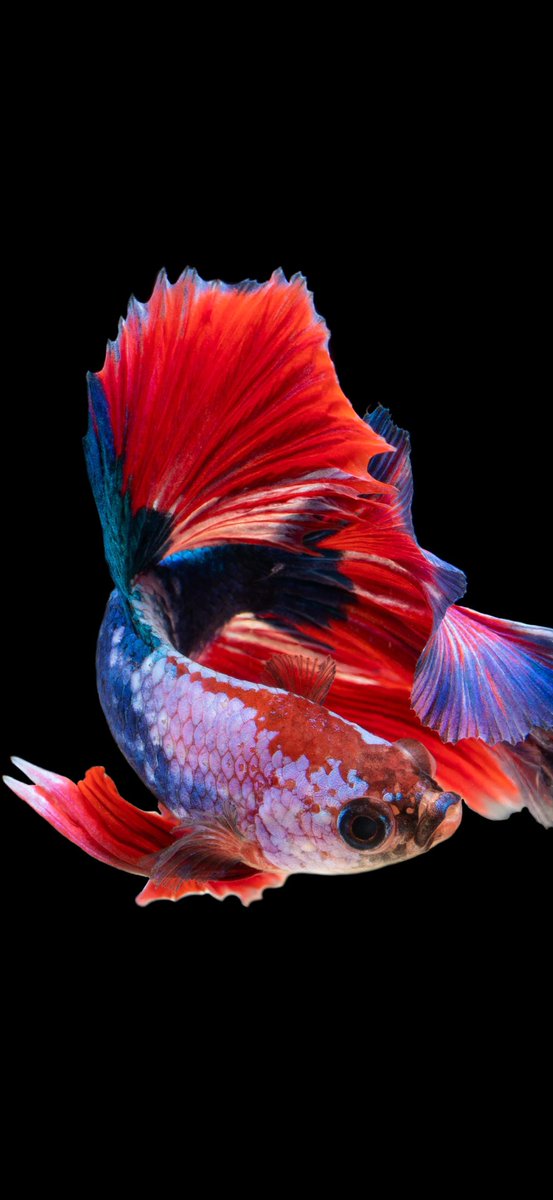 kmilo_luis's tweet image. 