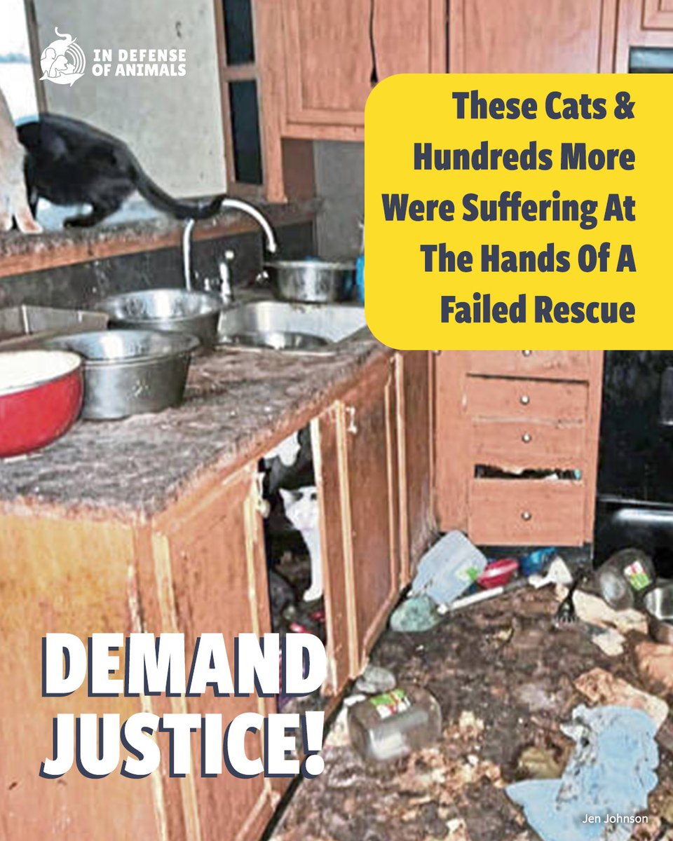 IDAUSA's tweet image. Filthy conditions. Dead and dying cats. This so-called "rescue" was a house of horrors. The people responsible must be held accountable. 
Demand justice now: bit.ly/3WSEf8D
Pls RT &amp;amp; bit.ly/4k0yMXo

#JusticeForAnimals #EndAnimalCruelty #ProtectCats #AnimalWelfare