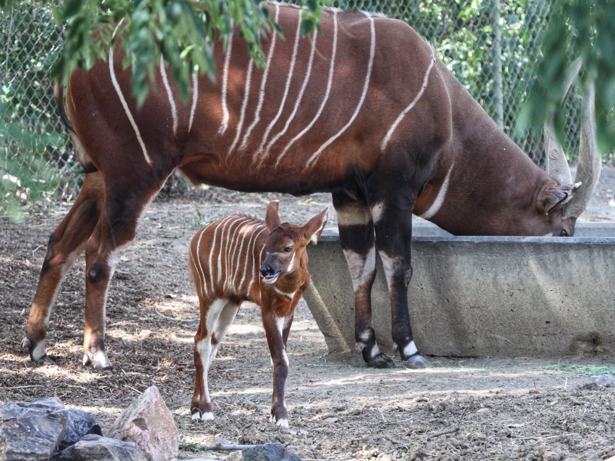 DenverZoo's tweet image. Today is #ReverseTheRed Day, a global movement dedicated to bringing wildlife and their ecosystems back from the brink of extinction. We’re proud to be part of this effort, working every day to protect species through conservation, research, and world-class animal care.