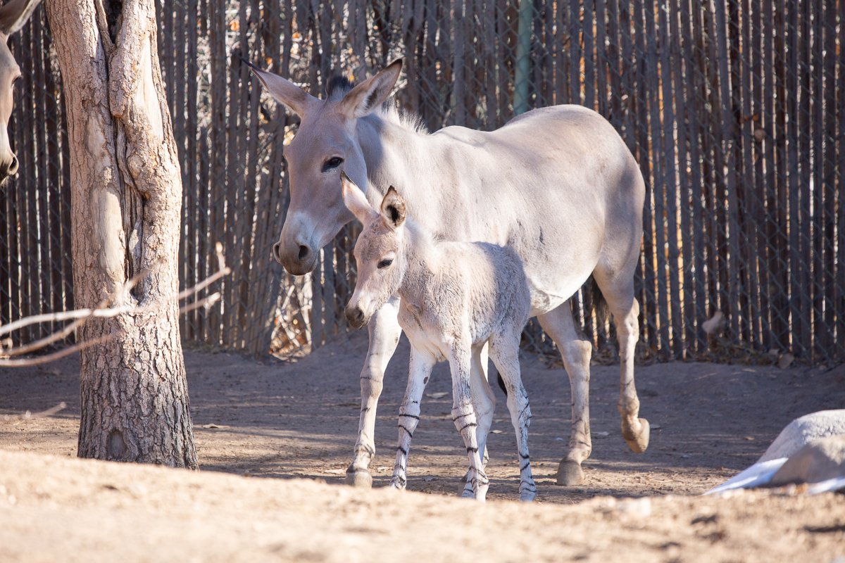 DenverZoo's tweet image. Today is #ReverseTheRed Day, a global movement dedicated to bringing wildlife and their ecosystems back from the brink of extinction. We’re proud to be part of this effort, working every day to protect species through conservation, research, and world-class animal care.