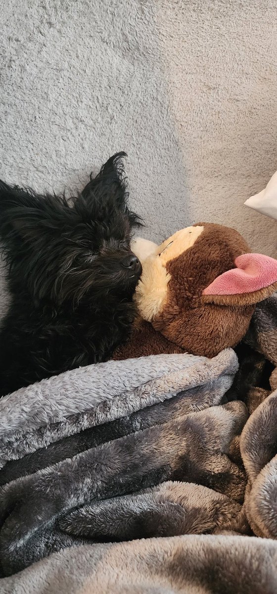 Chuys_mom's tweet image. My fruity fruit bat is ready for bed 😂
#pomapoo