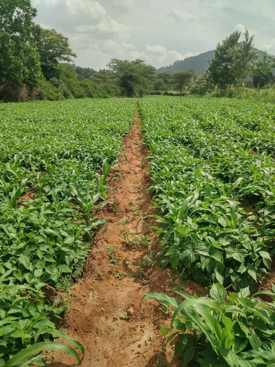Kenneth_Muema's tweet photo. Good Morning!

Saturdays are meant for going back home &amp; checking out the farm!

This is French Beans 🫛, actively looking for a Market! https://t.co/OpWiYtnK0d
