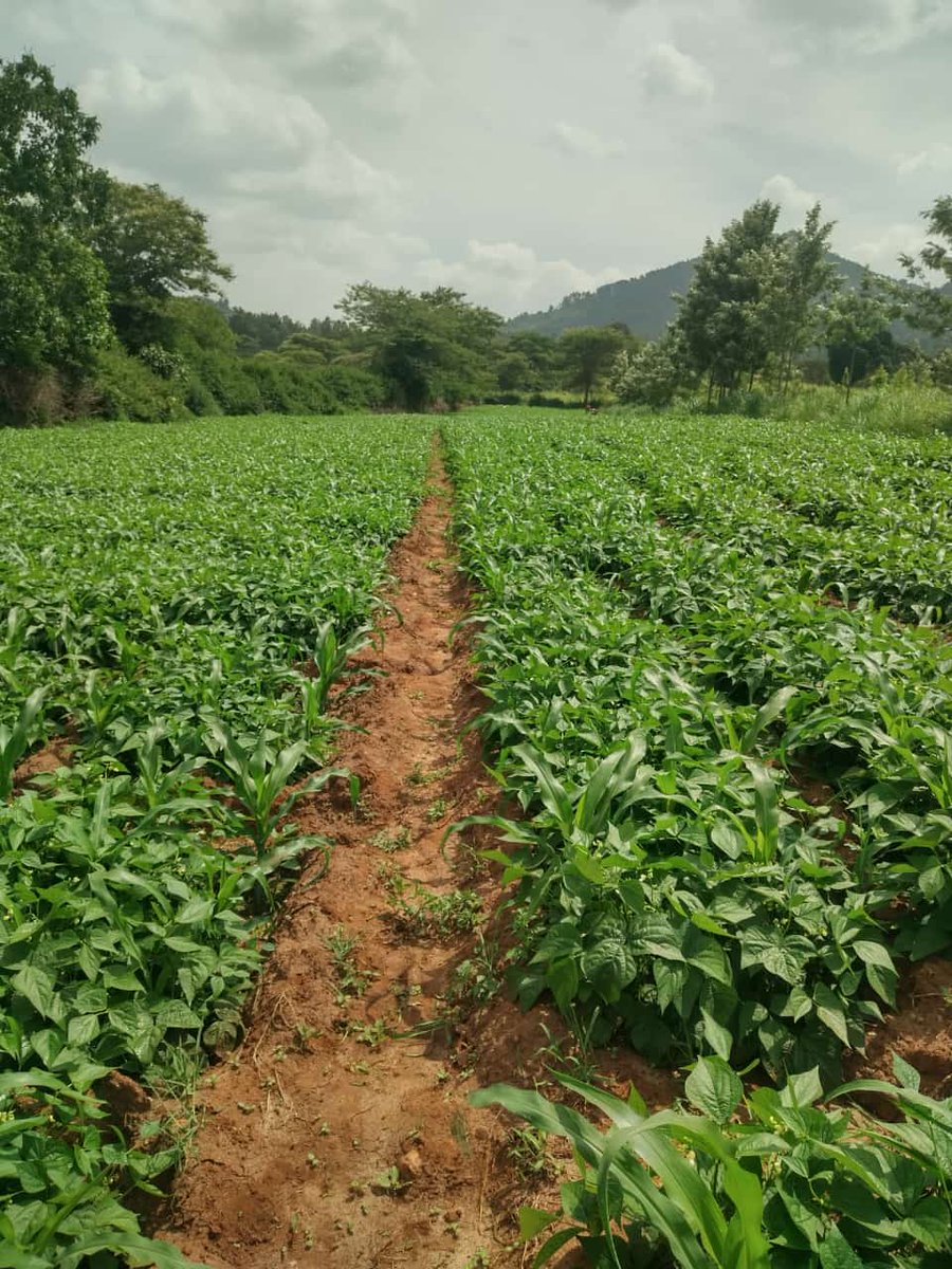 Good Morning!

Saturdays are meant for going back home &amp; checking out the farm!

This is French Beans 🫛, actively looking for a Market!