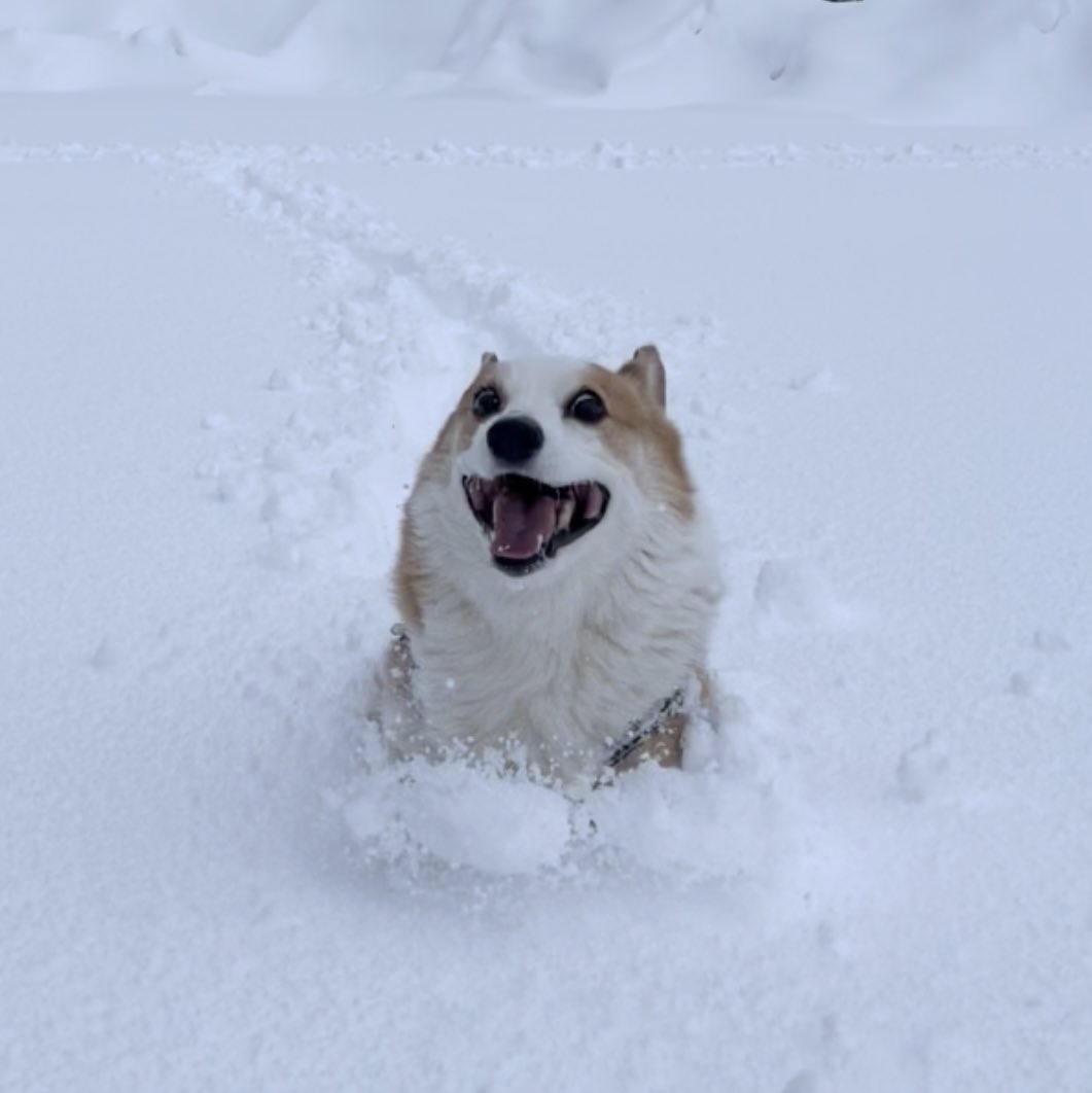 コーギーと雪 (@corgi1234567) / Posts / X