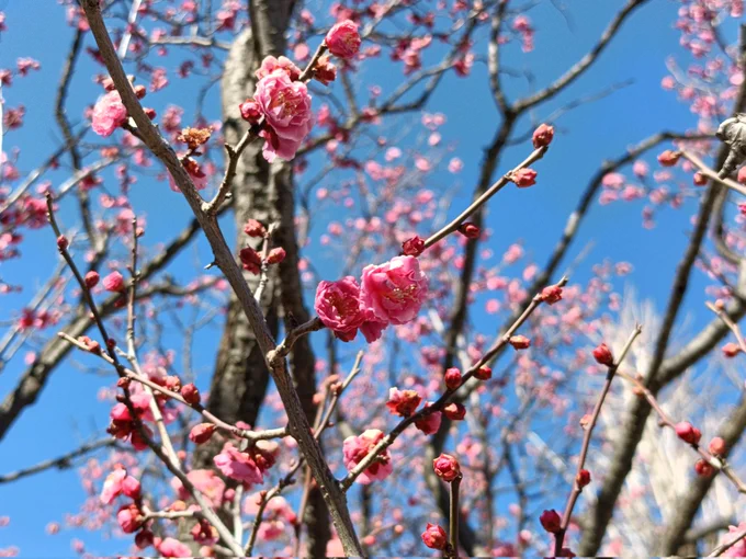 近所の公園梅半分くらい咲いてた!HAPPY 梅林も行きたくなってきた