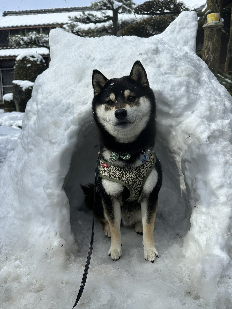 buu0127's tweet photo. 初かまくら🐶 https://t.co/j7S6HYeSlB