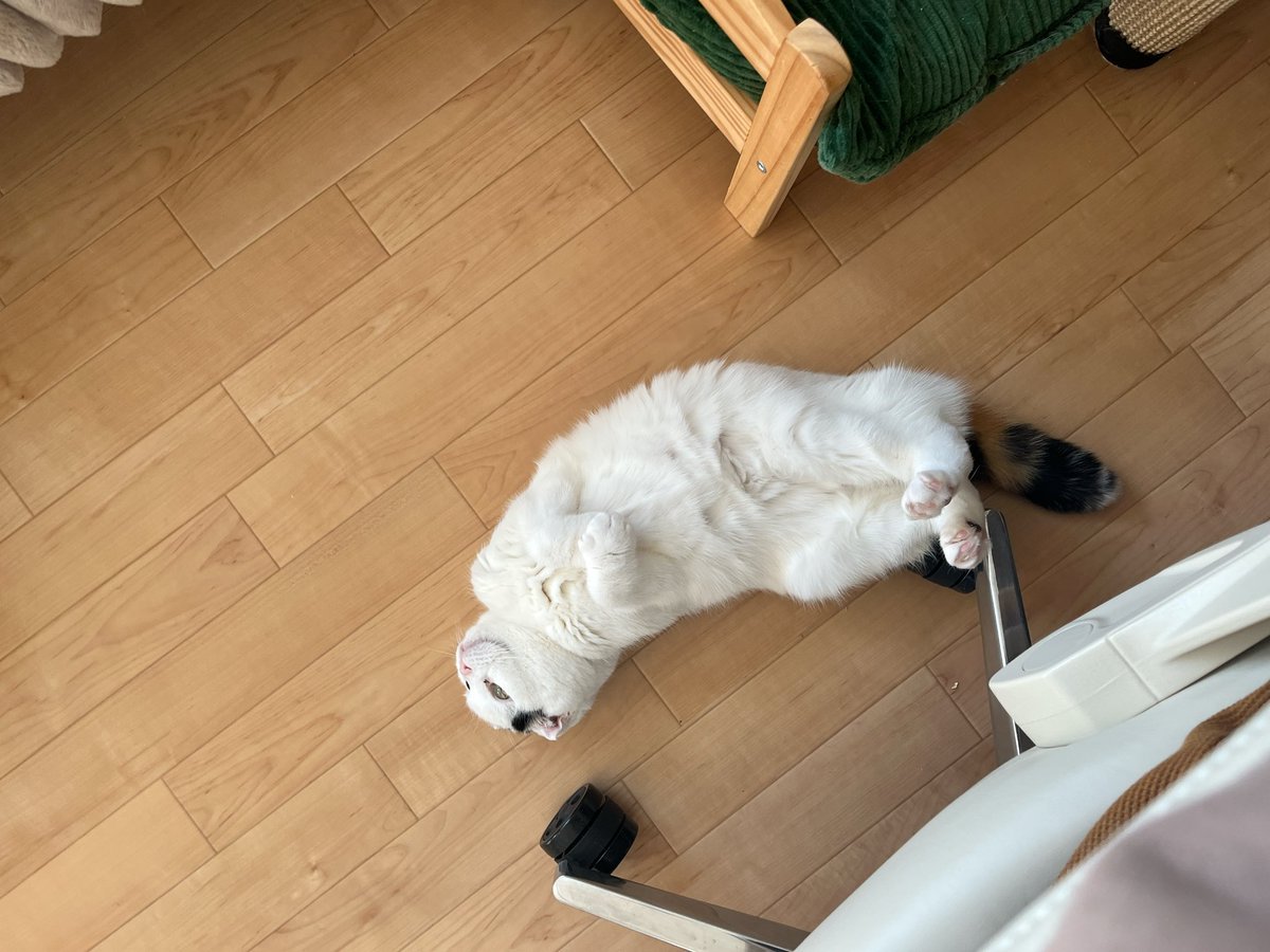 mikesukoame's tweet photo. 椅子の下は危ないのよ...🥹
 #ねこのいる幸せ  #ねこと暮らす https://t.co/2EqipVuuoH