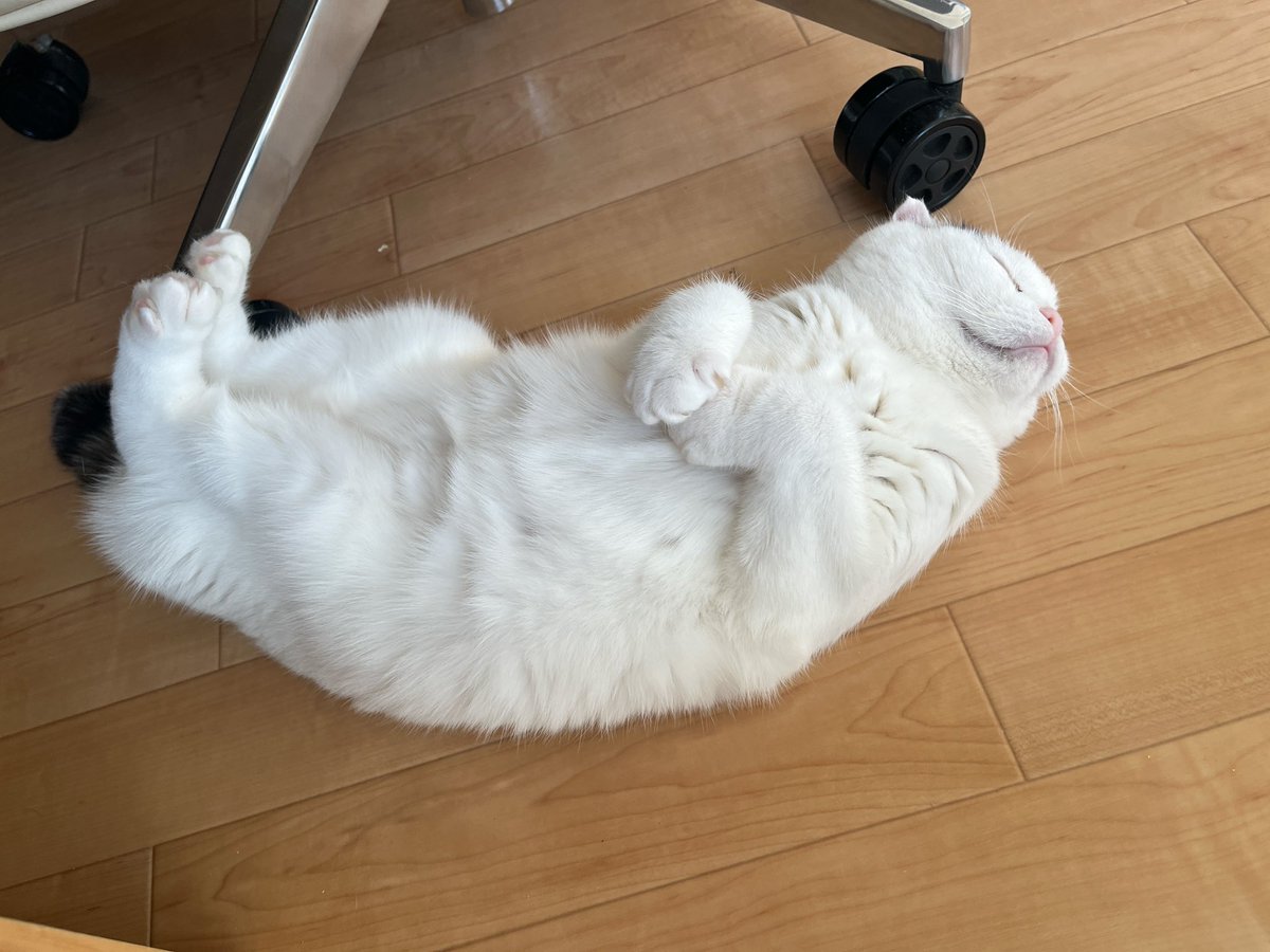 mikesukoame's tweet photo. 椅子の下は危ないのよ...🥹
 #ねこのいる幸せ  #ねこと暮らす https://t.co/2EqipVuuoH
