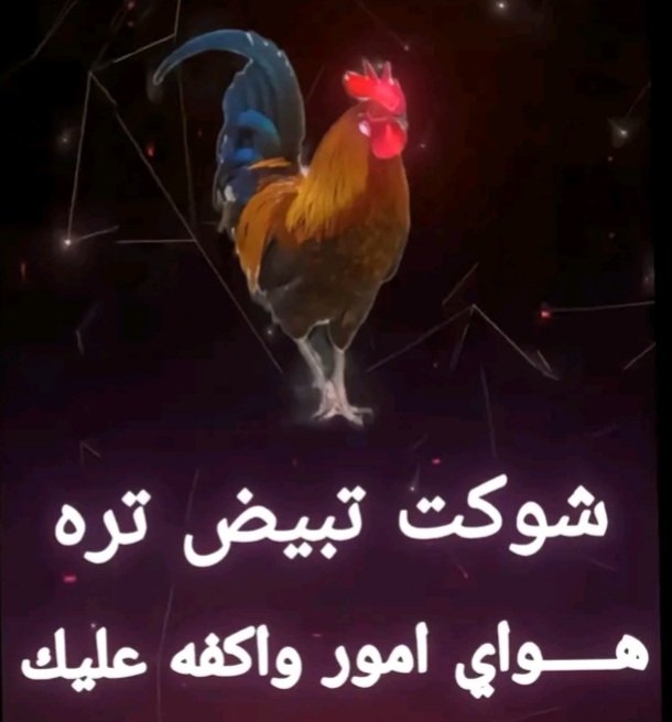 احمد الساعدي (@ak1v3eeqbgrbq6o) on Twitter photo 