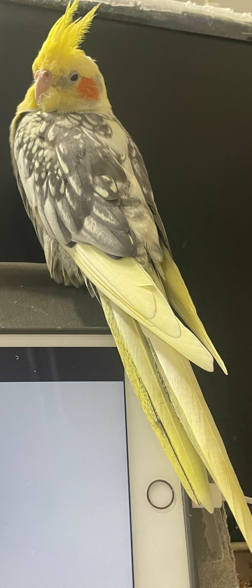 H_ASH_S's tweet photo. オカメインコのちょんまげを探しています。
性別オス
年齢3歳

口笛に反応します、
人馴れしているので人に助けを求めると思います、

特徴はくちばしに黒い線が入っており過去の怪我で片方の鼻が変形しています。 

 #インコ迷子  #オカメインコ迷子  #オカメインコ保護  #拡散希望 https://t.co/FImQ59cKML