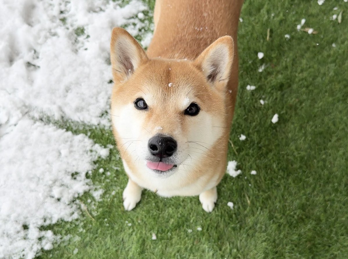 りんご郎 Shiba Inu likes stuffed animals that look just like him